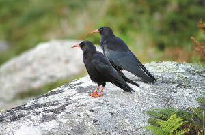 Choughs